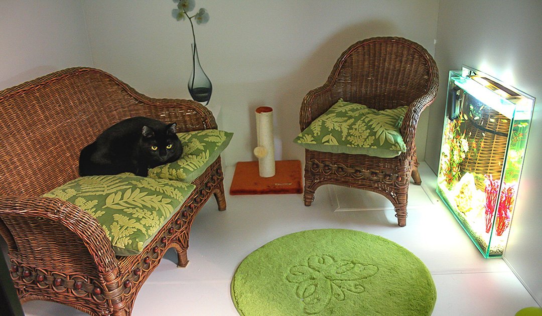La Minouterie Pension Pour Chats Aux Portes De Paris