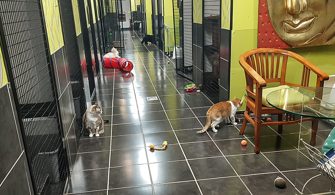 La Minouterie Pension Pour Chats Aux Portes De Paris